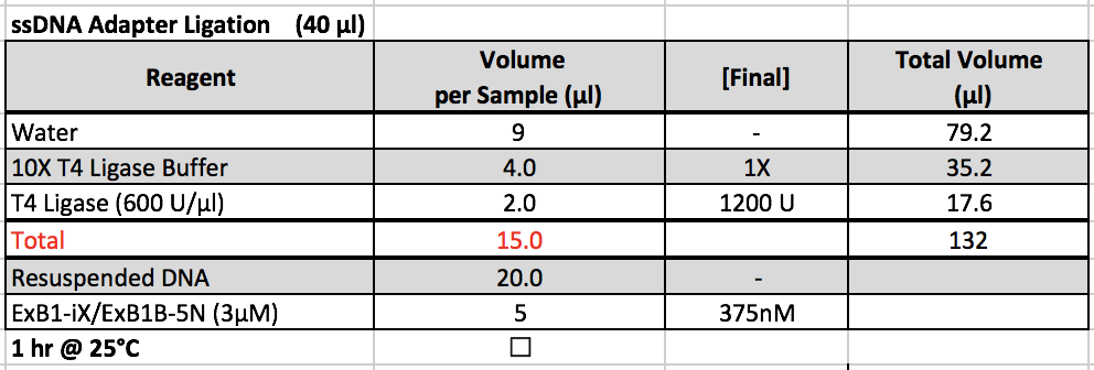 Second adapter ligation