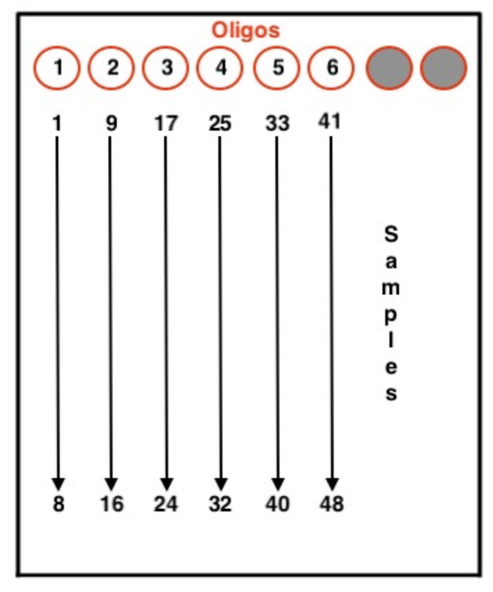 Adapter Ligation Orientation