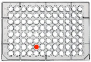 96 Well Plate