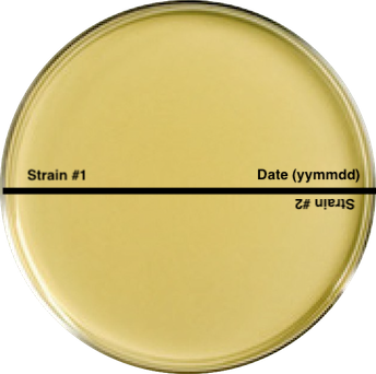Agar Plate