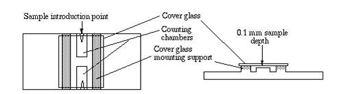 Hemocytometer Diagram