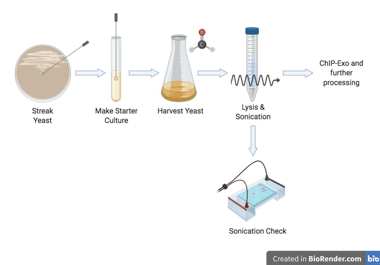 Yeast Processing