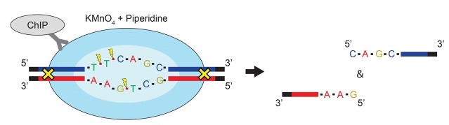 PIP-seq figure 1a from Lai 2017 